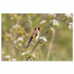 Putter - Bloesem - Lente - Natuur - Kleurrijk poster papier klein -3d