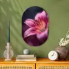 Roze - lelie - Dauwdruppels Wandcirkel Ovaal Forex klein -sfeer2