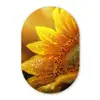 Zonnebloem - Dauwdruppels - Geel - Zonlicht Wandcirkel Ovaal Glas middel -3d