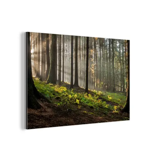 Zon - Takken - Bomen - Bos - Natuur aluminium wit klein -3d