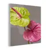 Planten - Anthurium - Groen - Roze plexiglas 5mm klein -z3d