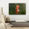 Bloem - Gladiolen - Zalmroze canvas 2cm klein -sfeer6