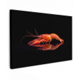 Kreeft - Oranje - Zwart - Opvallend Tuinposter op houten frame 2 cm dik klein -3d
