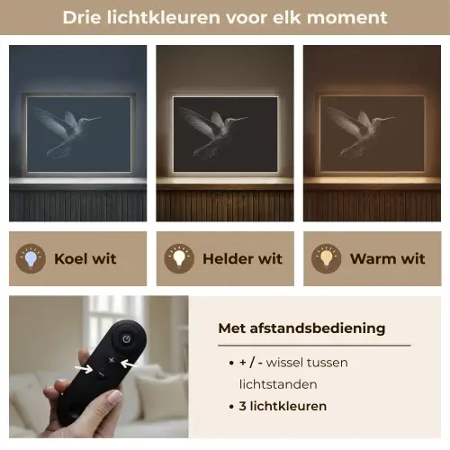 Kolibrie - Zwart - Dieren Light Box met batterij (Wandlamp) middel -USP_lichtkleurNL