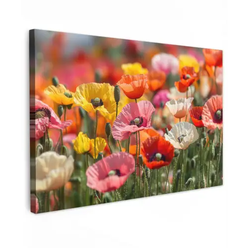 Bloemenveld - Klaprozen - Kleurrijk canvas 2cm klein -z3d