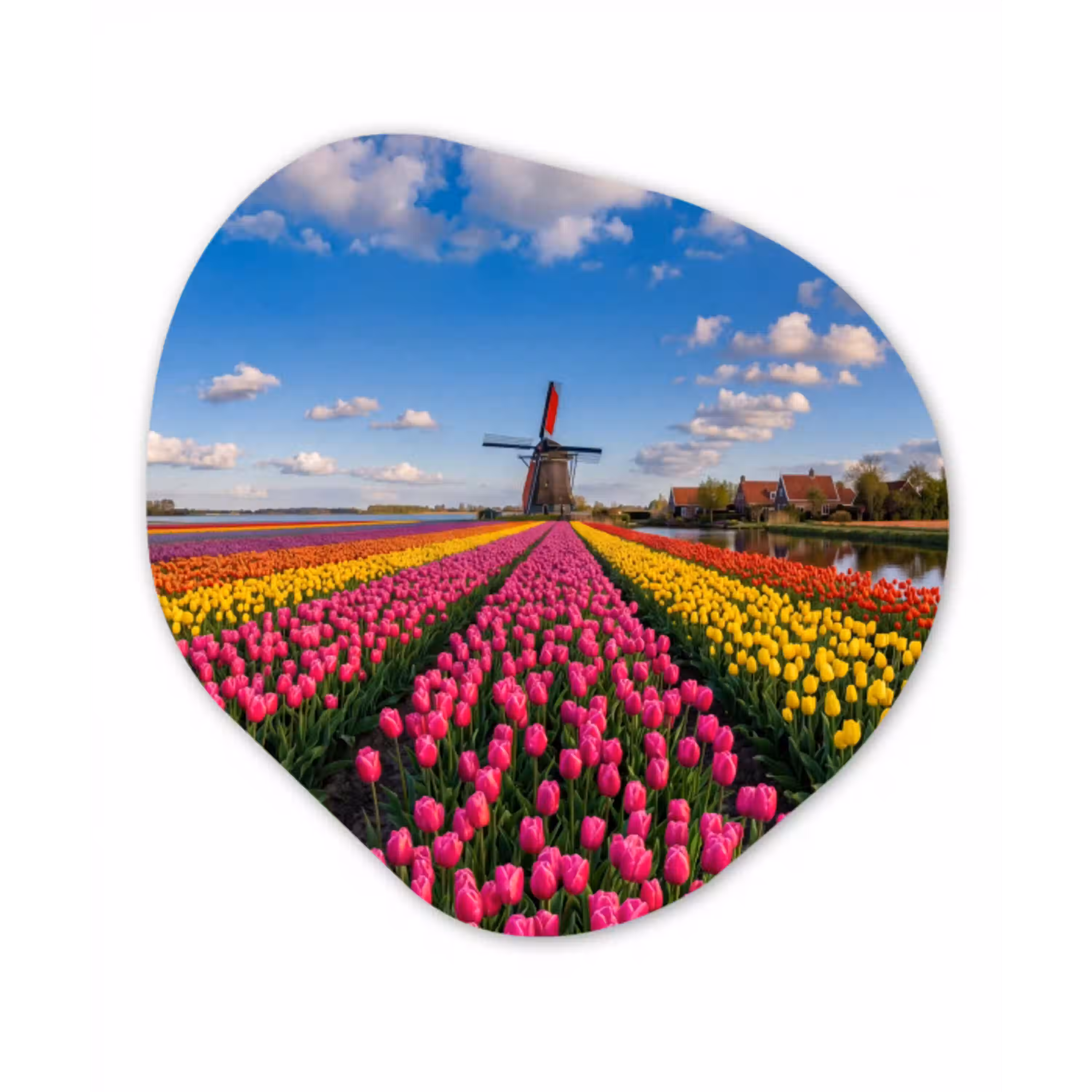 Tulpen - Holland - Molen - Kleurrijk Wandcirkel Organisch Aluminium middel -3d