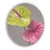 Planten - Anthurium - Groen - Roze Akoestische PET Vilt - Rond klein -3d