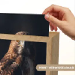 Roofvogel - Buizerd - Bruin Light Box met kabel (Kinderlampje) klein -USP_websiteprintNL
