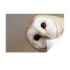 Uil - Bruin - Wit Muursticker klein -3d