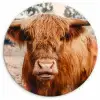 Koe- Schotse hooglander - Hoorns - Bruin - Landschap Wandcirkel kunststof plaat 5mm dik klein -3d