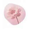 Bloem - Pioenroos - Roze Wandcirkel Organisch Aluminium middel -3d