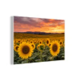Zonnebloemen - Heuvellandschap - Geel forex 5mm xxl -3d