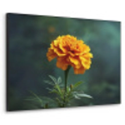 Bloemblaadjes - Afrikaan - Oranje - Wazig Textielframe - compleet frame klein -3d