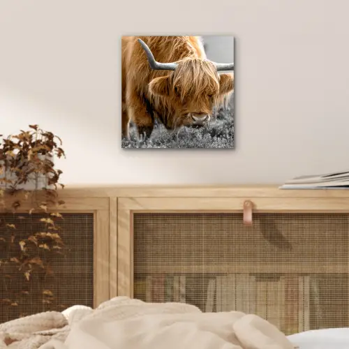 Schotse Hooglander - Dieren - Bruin - Koe - Zwart - Wit - Natuur aluminium wit klein -sfeer3