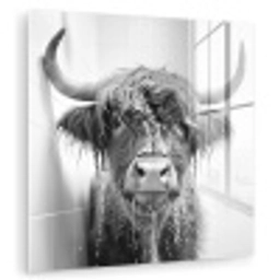 Schotse Hooglander - Dier - Douche - Humor plexiglas 5mm klein -zzzproduct_nieuw