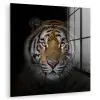 Tijger - Wilde dieren - Portret - Zwart - Dieren plexiglas 5mm klein -zzzproduct_nieuw