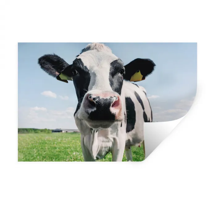 Koe - Weiland - Natuur - Dieren - Gras Muursticker klein -3d