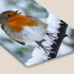 Roodborstje - Tak - Sneeuw - Winter - Levendig fotolijst zwart zonder passe partout klein -zsfeer6