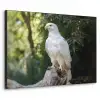Arend - Hout - Wit - Planten Textielframe zwart klein -3d