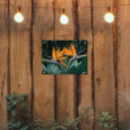 Paradijsvogel - Bloem - Exotisch tuinposter los doek klein -sfeer1