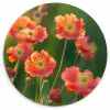 Bloemenveld - Zonnestralen - Oranje Wandcirkel kunststof plaat 5mm dik klein -3d