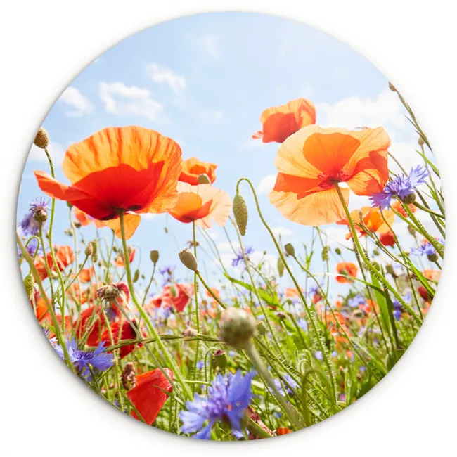 Bloemen - Klaproos - Lente - Natuur - Rood - Blauw Wandcirkel kunststof plaat 5mm dik klein -3d