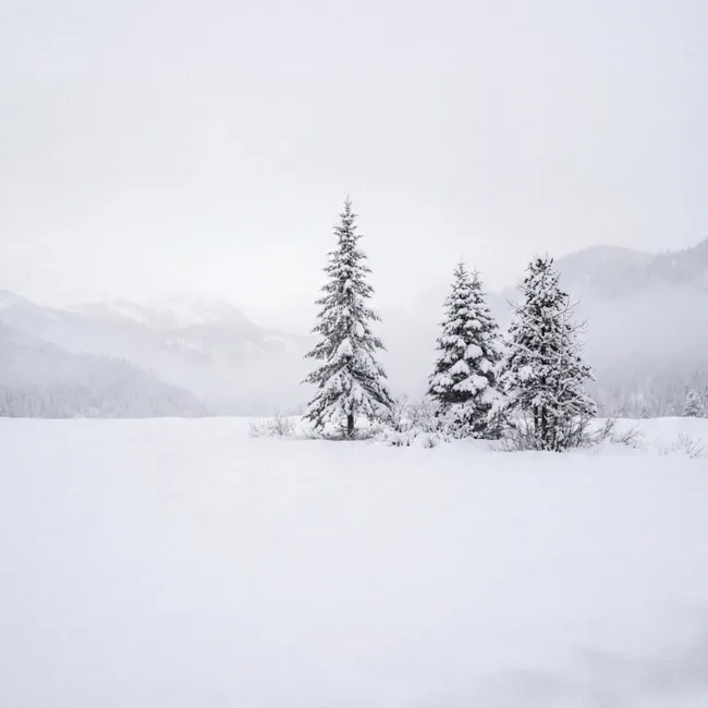 Behang - Fijnsparren - Sneeuw - Winter - Landschap - Stilte