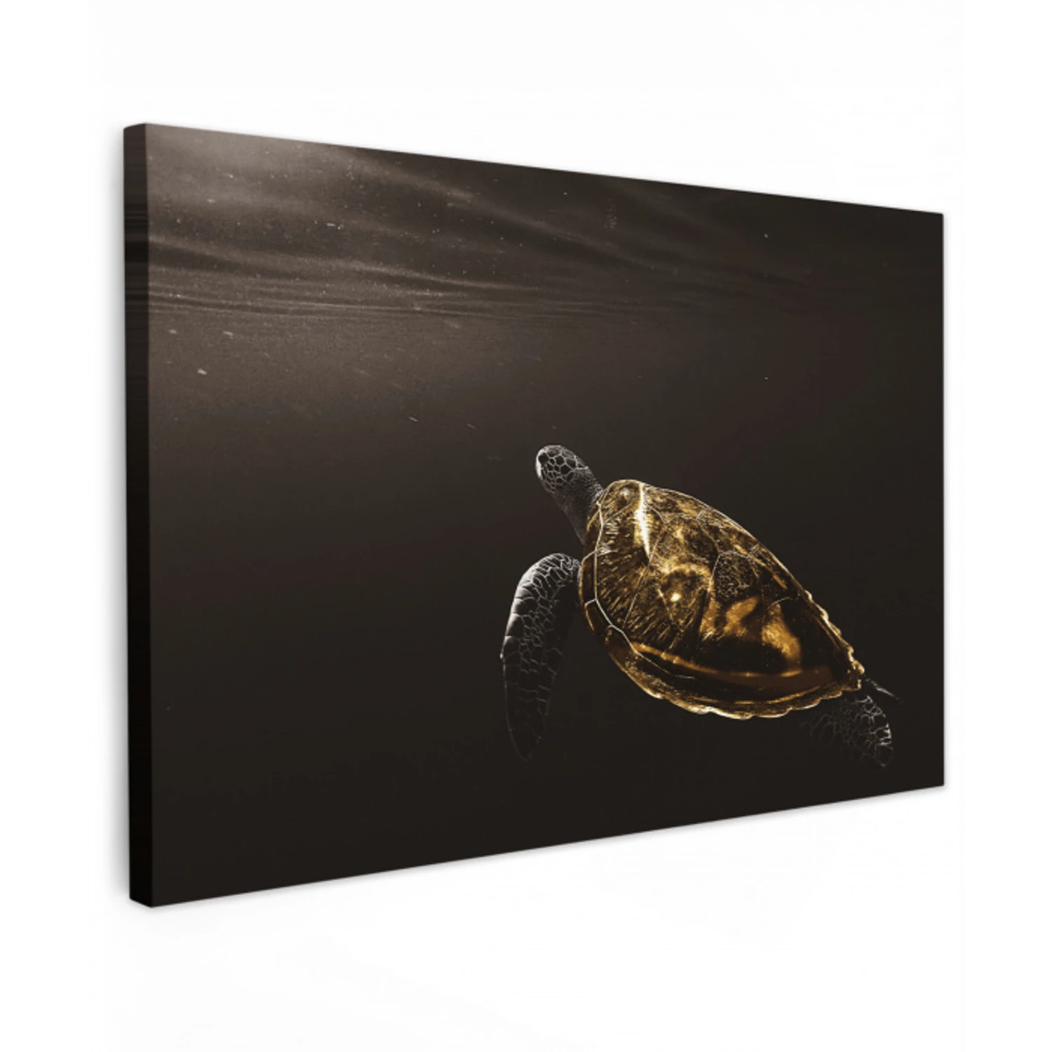 Schildpad - Zwart - Goud canvas 2cm klein -z3d