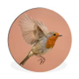 Roodborst - Natuur - Roze Wandcirkel aluminium klein -3d