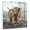 Schotse Hooglander - Bos - Mist - Koe - Dieren - Natuur plexiglas 5mm klein -zzzproduct_nieuw