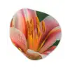 Lelie - Close up - Lichtroze Wandcirkel Organisch Forex 3mm klein -3d