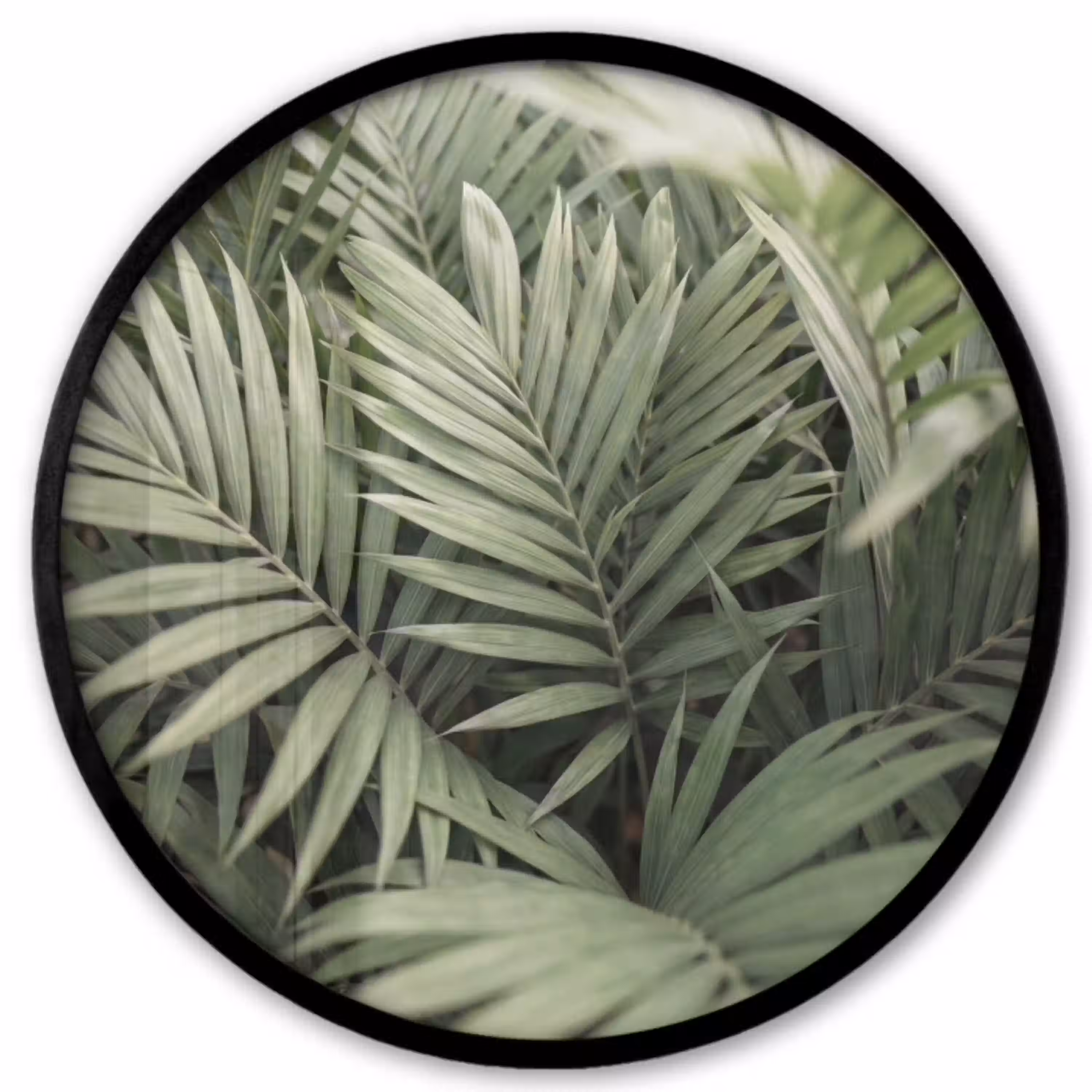 Plant - Palmbladeren - Natuur - Groen Fotolijst rond zonder passe partout klein -3d