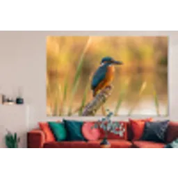 IJsvogel - Tak - Water - Kleurrijk - Levendig forex 5mm xxl -woonkamer