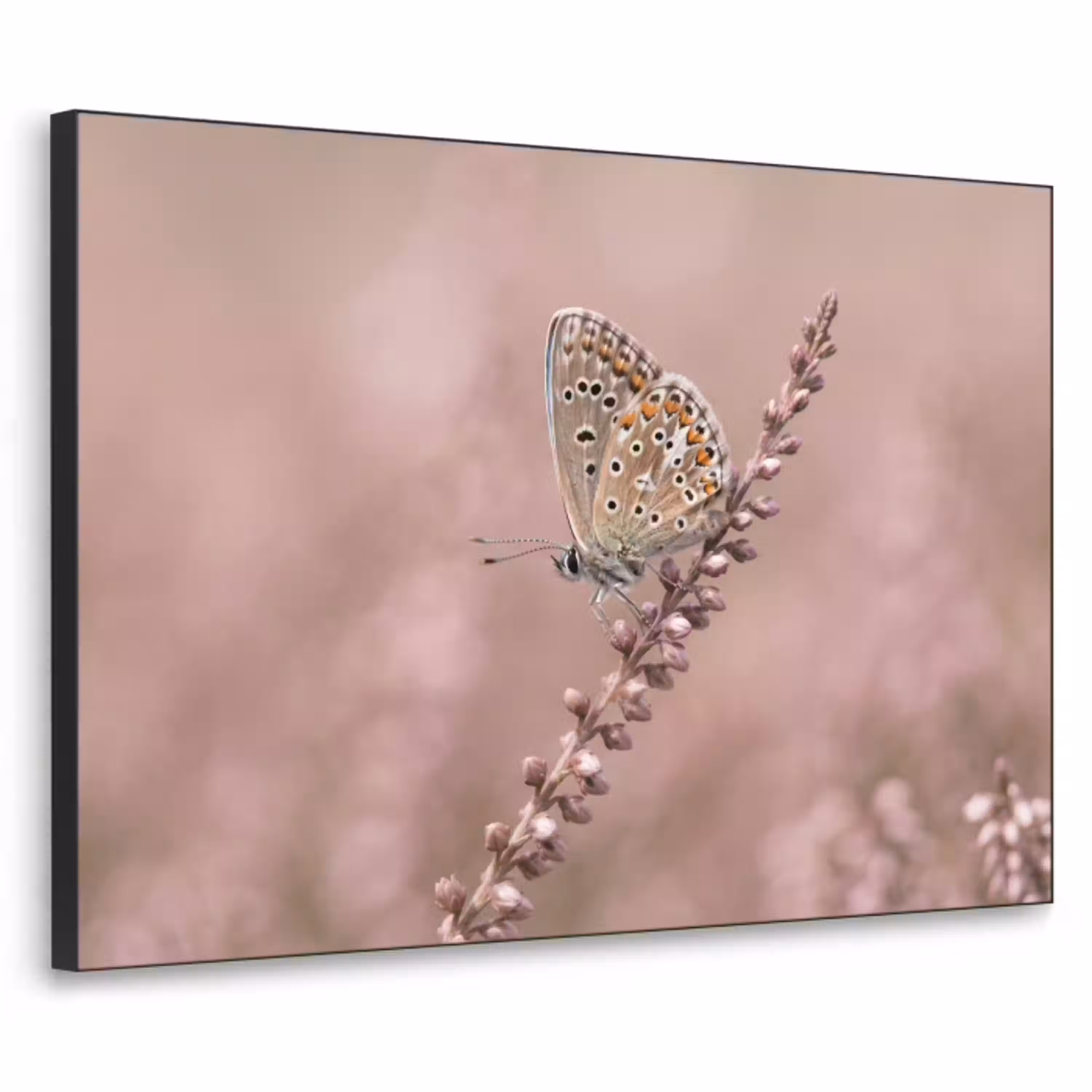 Lavendel - Vlinder - Paars Textielframe zwart klein -3d