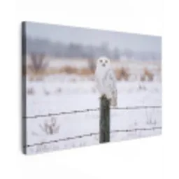Sneeuwuil - Hek - Sneeuw - Wit canvas 2cm klein -z3d