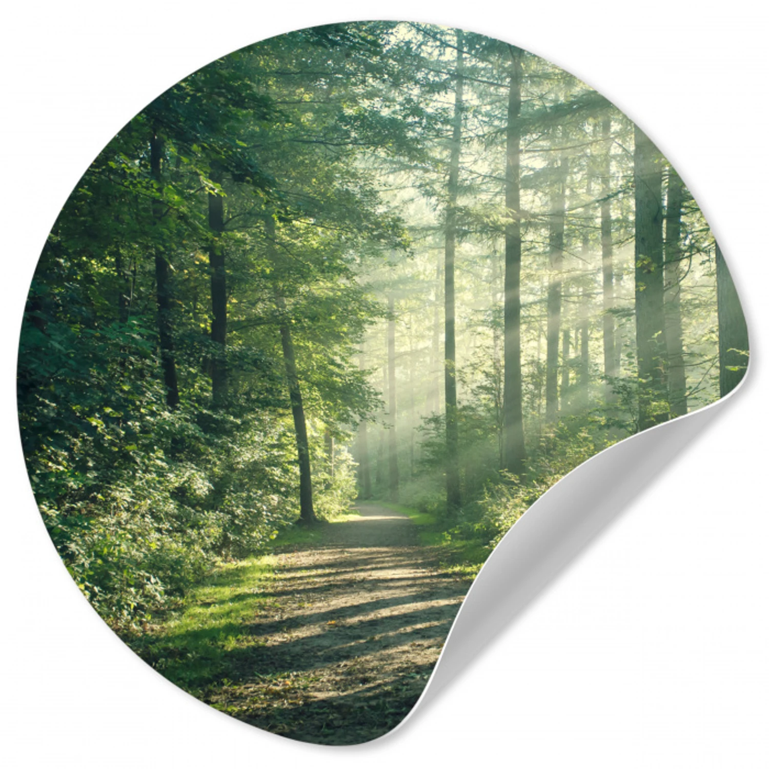Bos - Pad - Zon - Bomen - Groen - Natuur Wandcirkel behangsticker klein -3d