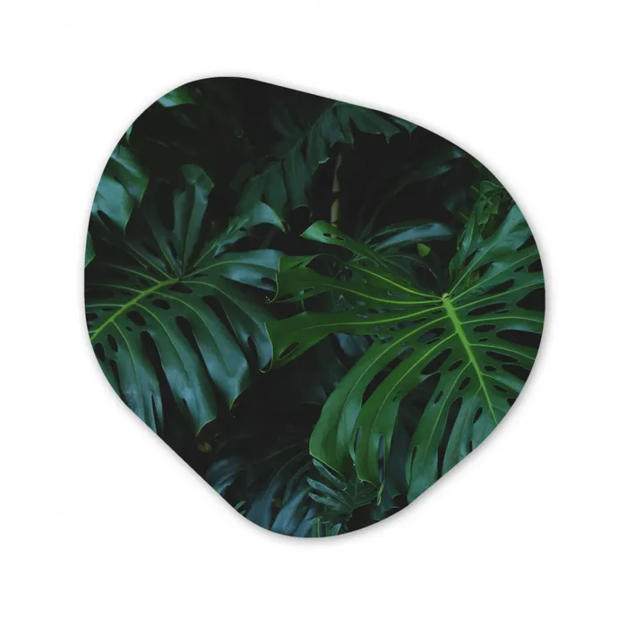 Monstera - Bladeren - Tropisch - Jungle Wandcirkel Organisch Plexiglas middel -3d