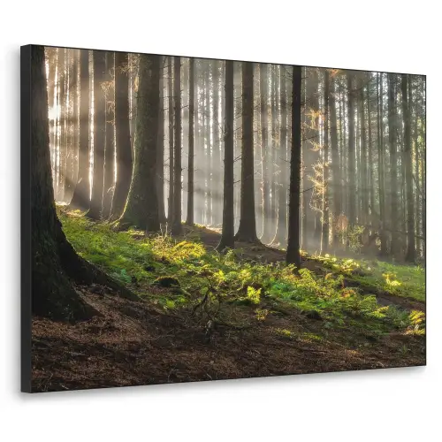 Zon - Takken - Bomen - Bos - Natuur Textielframe zwart klein -3d