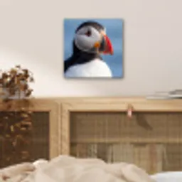 Papegaaiduiker - Portret - Natuur aluminium wit klein -sfeer3