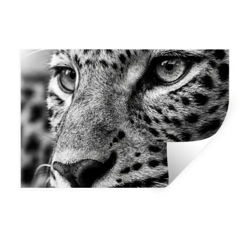 Luipaard - Zwart - Wit - Oog Muursticker klein -3d