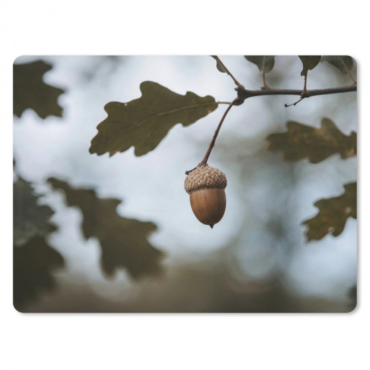 Eikel - Eikenblad - Bos - Herfst - Natuur muismat rubber klein -3d