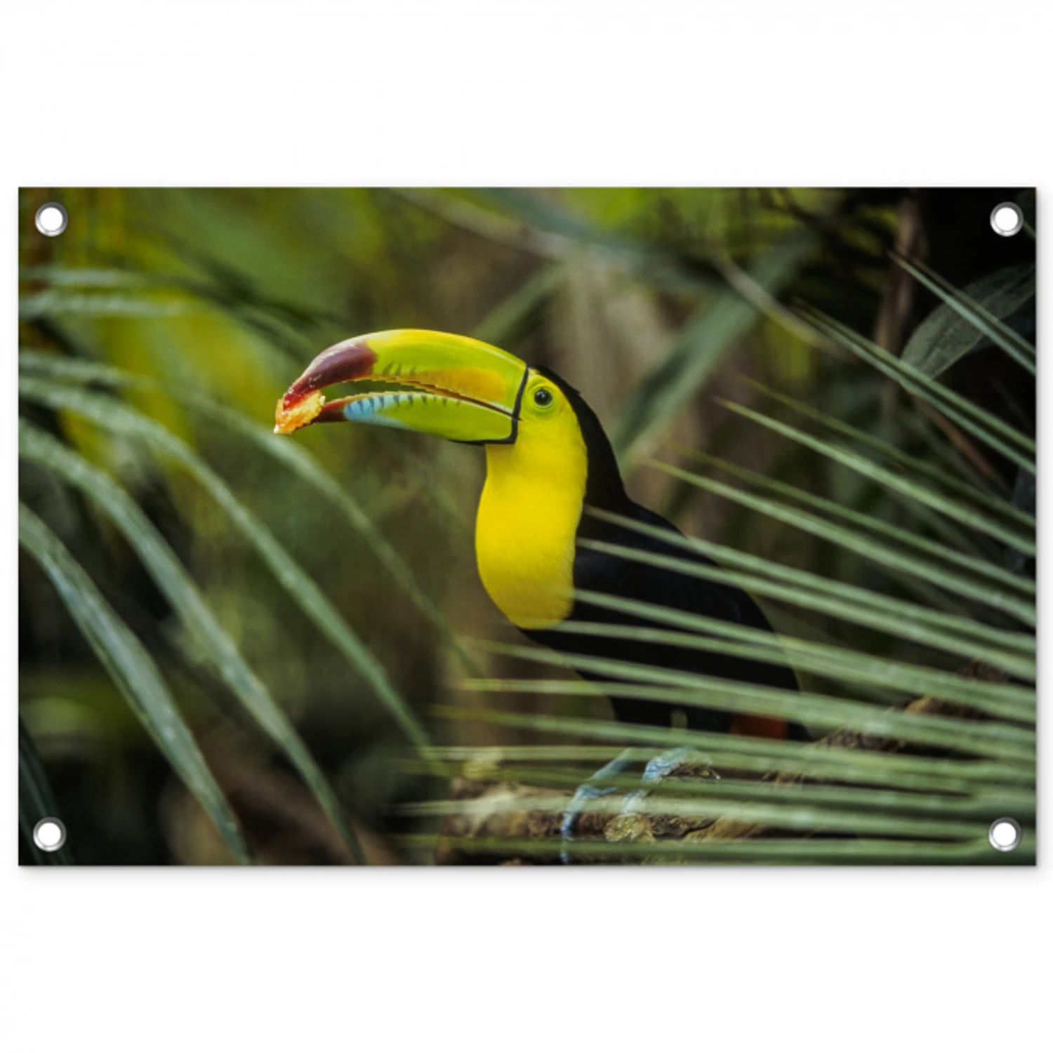 Close-up van een etende toekan tuinposter los doek klein -3d