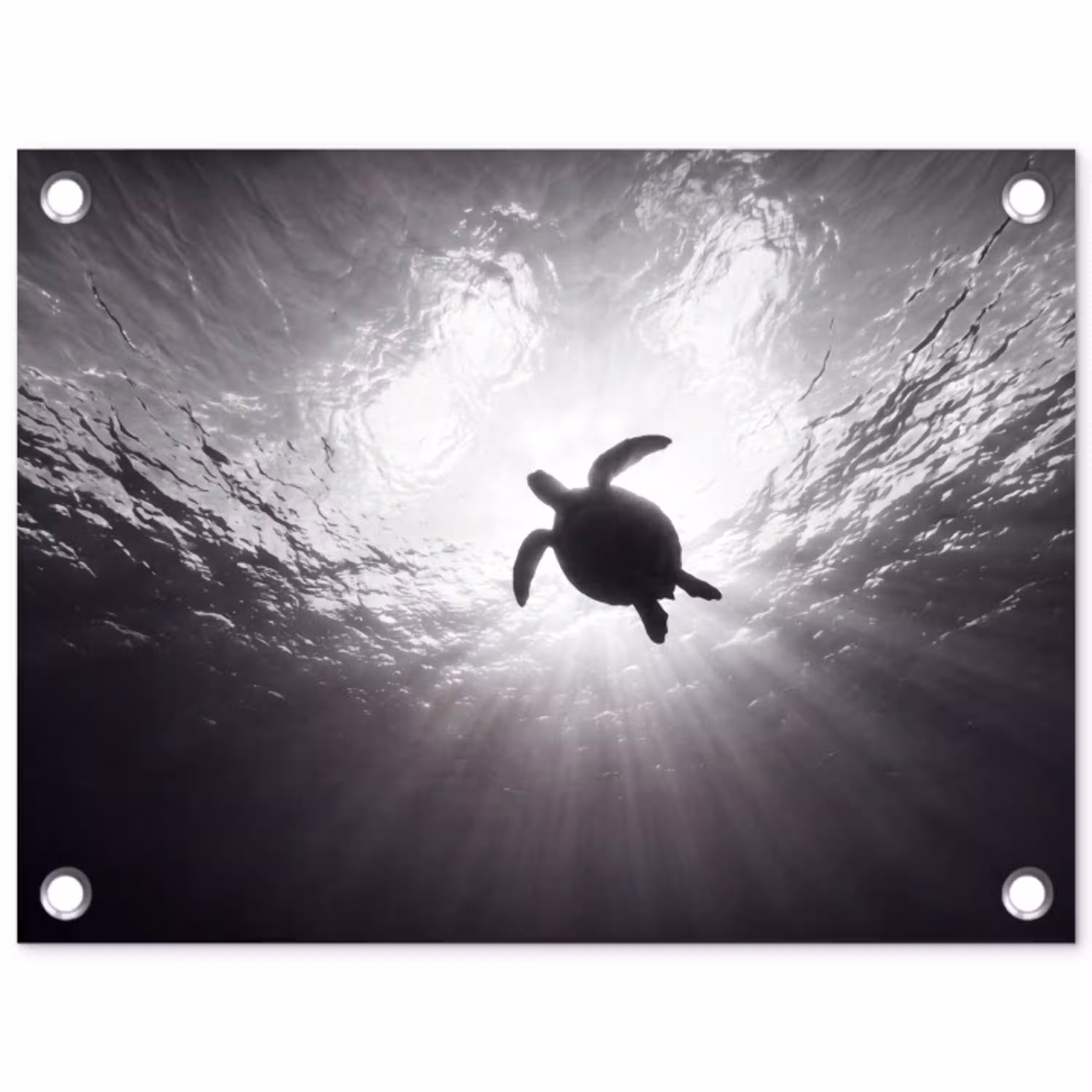 Schildpad - Onderwater - Lichtstralen - Oceaan - Zwart-wit tuinposter los doek klein -3d