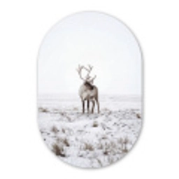 Rendier - Gewei - Sneeuw - Winter Wandcirkel Ovaal Forex klein -3d