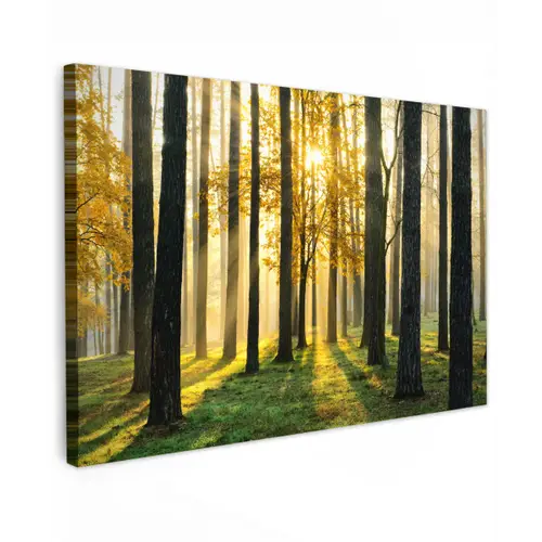 Bos - Zon - Bomen - Gras - Landschap  - Natuur Tuinposter op houten frame 2 cm dik klein -3d