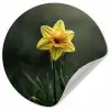 Bloem - Narcis - Gras - Geel Wandcirkel behangsticker klein -3d