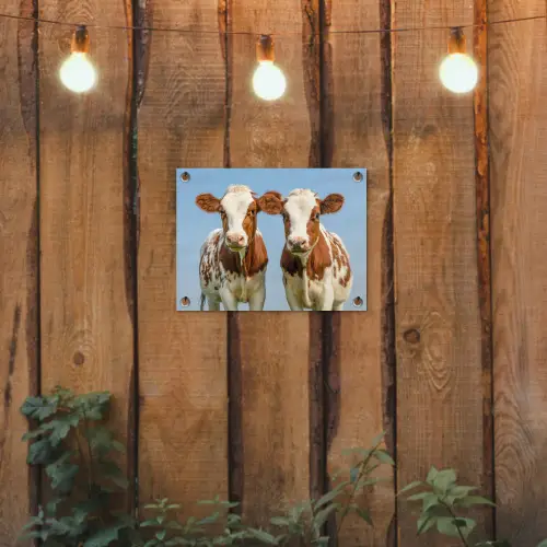 Twee kalveren in de weide tuinposter los doek klein -sfeer1