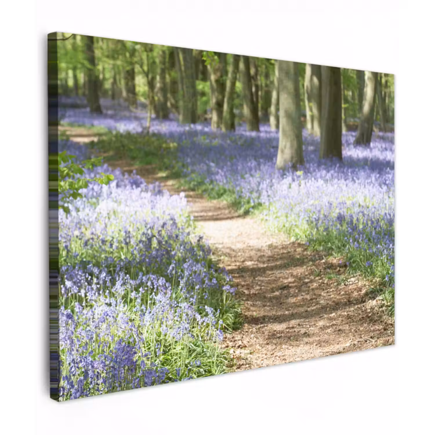 Leinwandbild - Wald - Weg - Blumen - Lila - Grün - Natur