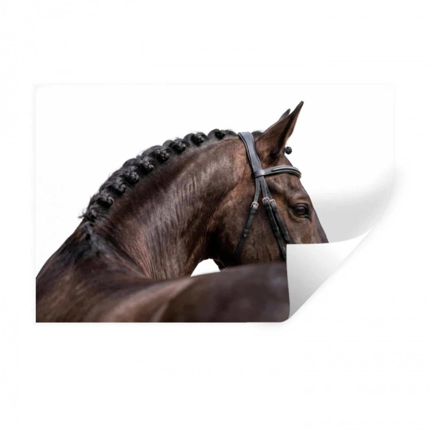 Portret - Paard - Elegant Muursticker klein -3d
