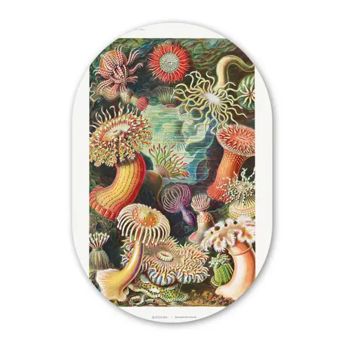 Ernst Haeckel - Anemoon - Retro - Actinae Wandcirkel Ovaal Forex klein -3d